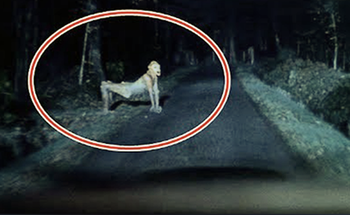 skinwalker creature spotted in albuquerque new mexico video picture 1